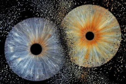 Image de RACCOON'S COLORS
